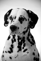 Dalmatian portrait.