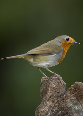 Robin on log
