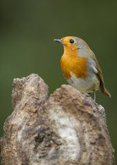 Fototapeta premium Robin on log