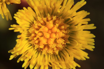 Coltsfoot bloom