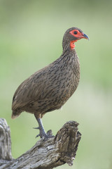 Swainsons Francolin