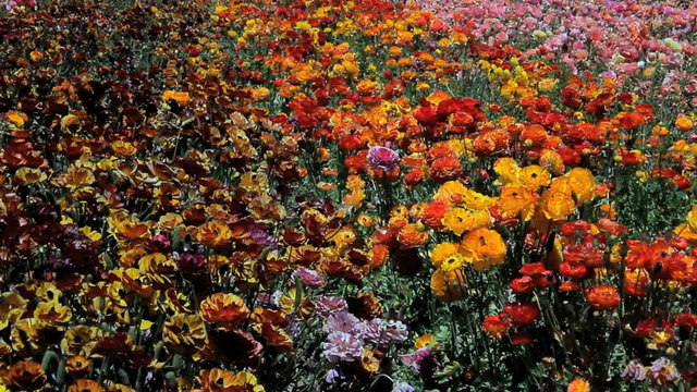 Mixed flowers