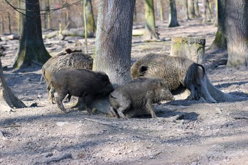 Wildschweinfamilie scheuert sich am Baum