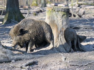 Wildschweine scheuern sich an Baumstumpf