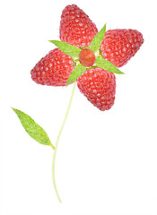 raspberry
