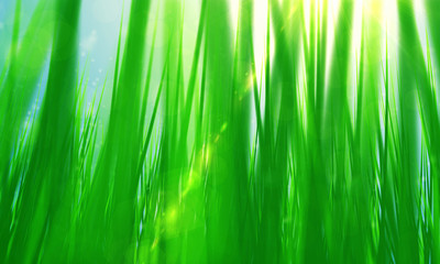 spring green grass and sun