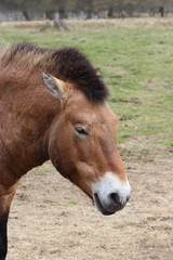 Fototapeta premium Przewalskihengst 