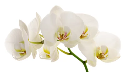 Photo sur Plexiglas Orchidée orchidée blanche