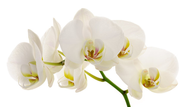 Fototapeta white orchid