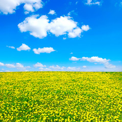 yellow dandelion