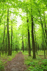 Obraz premium green forest