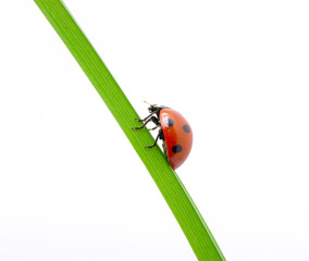 ladybug