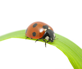 ladybug