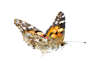 butterfly on white
