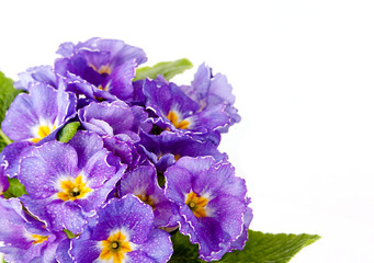 Violet Flower