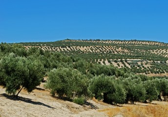 Olive groves, Baeza, Andalusia, Spain © Arena Photo UK