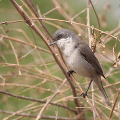 Lesser Whitethroat singing on the branch, Sylvia curruca