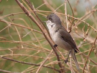 Lesser Whitethroat singing on the branch, Sylvia curruca