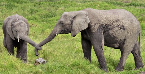 Two Elephants holding each other's trunk