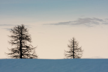 Alpine landscape with snow and European larches
