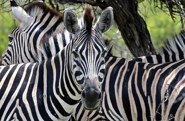 Zebras in Hluhluwe-Umfolozi Game Reserve