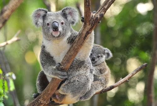 Koala in Eucalyptus Tree, Australia скачать