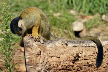 Closeup Squirrel Monkey (Saimiri sciureus) on trunk