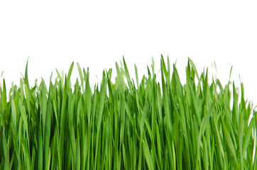 Obraz premium Isolated green grass on white background
