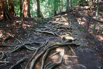 Root of tree , kurama-temple kyoto