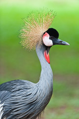 Fototapeta premium Grey Crowned Crane (Balearica regulorum) head in profile