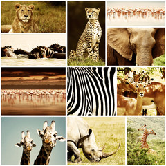 African Animals Safari Collage