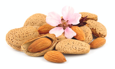 almonds and almonds flowers