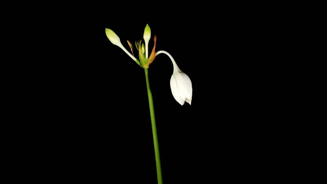 white Amazon lily flower (Eucharis grandiflora) timelapse