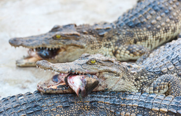 Crocodile eating fish