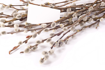 pussy-willow bouquet with card