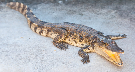 Dangerous crocodile with open mouth