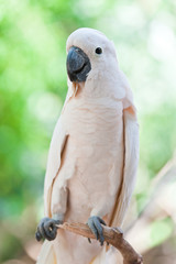 Yellow-crested Cockatoo (Cacatua sulphurea)