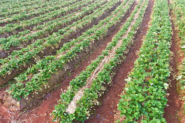 Fototapeta na wymiar Piękny krajobraz i świeże truskawki w Chiangmai rolnicze: T