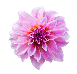 Pink dahlia isolated on white with clipping path