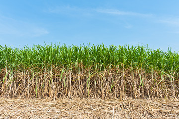 Sugar cane field in blue sky.