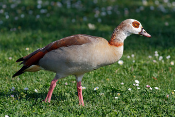 Detailed photo of the goose egypt