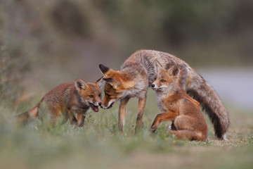 red fox family