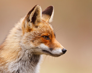 Naklejka na ściany i meble red fox portret