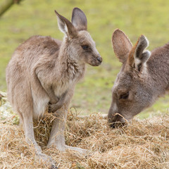 Two kangaroos (adult and young one)