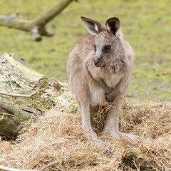 A young kangaroo