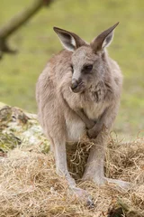 Photo sur Plexiglas Kangourou Un jeune kangourou