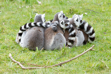 Obraz premium Ring-tailed lemur (Lemur catta)