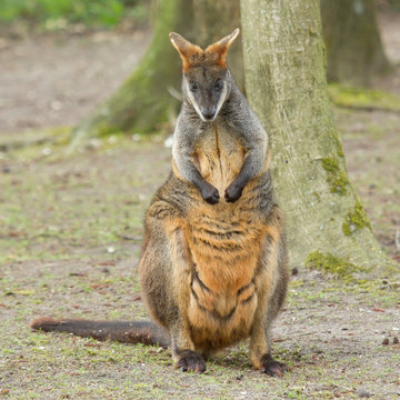 Close-up swamp wallaby