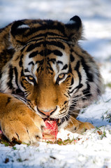 Tiger Eating