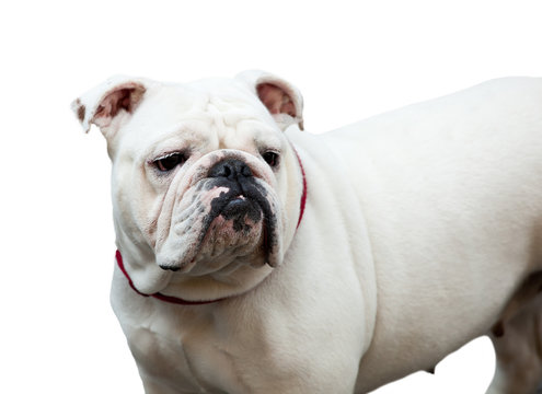 English bulldog